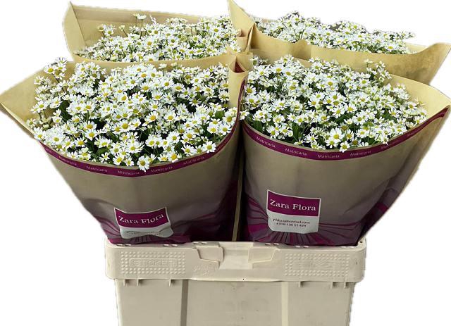 <h4>TANA PA CAMERON</h4>