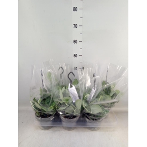 Scindapsus pictus 'Argyraeus'