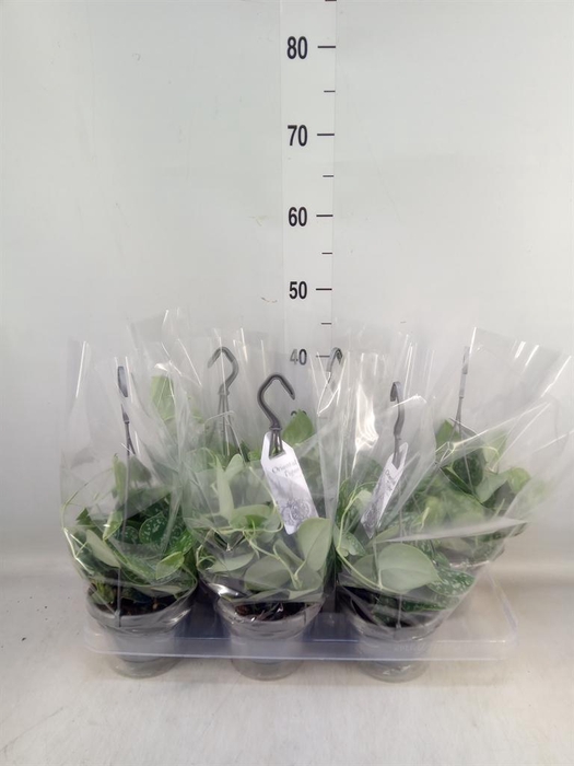 <h4>Scindapsus pictus 'Argyraeus'</h4>