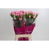 Dianthus St Dollar