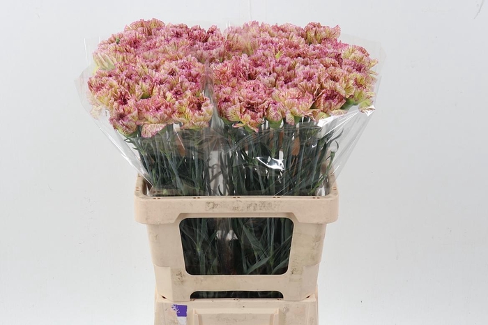 <h4>Di St Lady Sheen IT</h4>