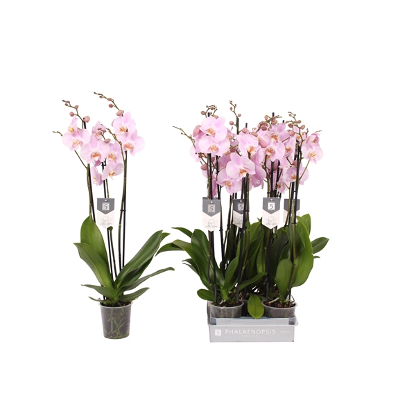 <h4>Phalaenopsis Rosion, 3-spike 22+</h4>