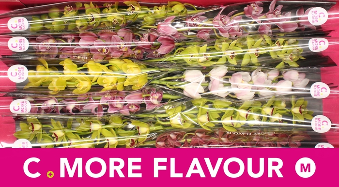 <h4>Mini cymbidium 'Mix 60 cm'</h4>