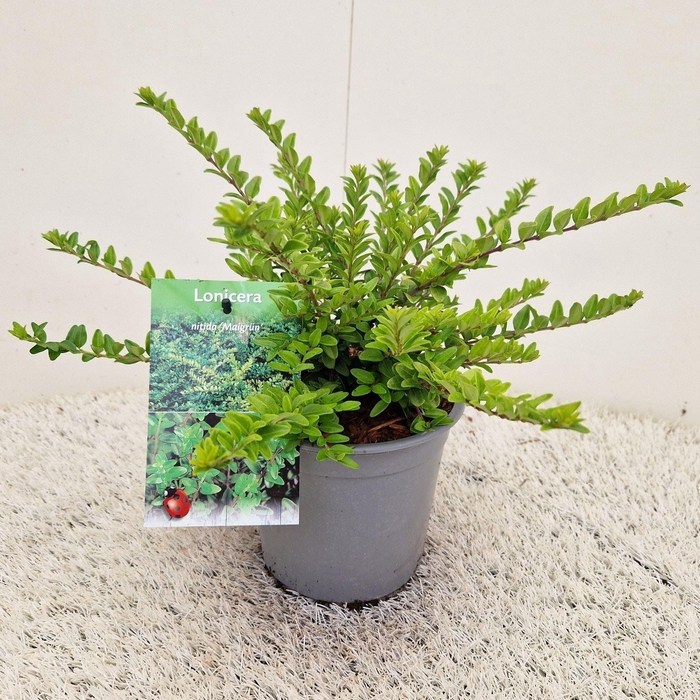 <h4>Lonicera Maigrün</h4>