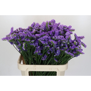 Limonium Marina Violet