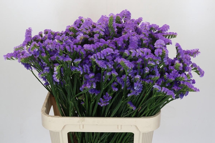 <h4>Limonium Marina Violet</h4>