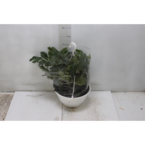 CISSUS C21