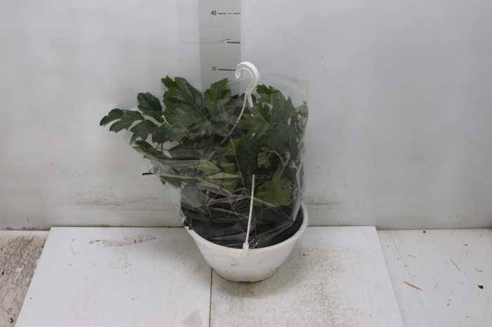 <h4>CISSUS C21</h4>