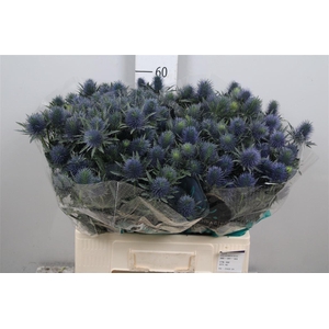 Eryn Supernova Qstar