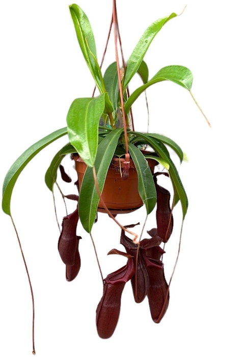 <h4>Nepenthes Monkey Jars Bill</h4>