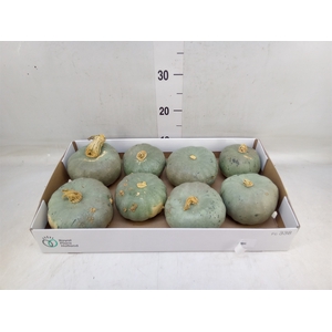 Cucurbita