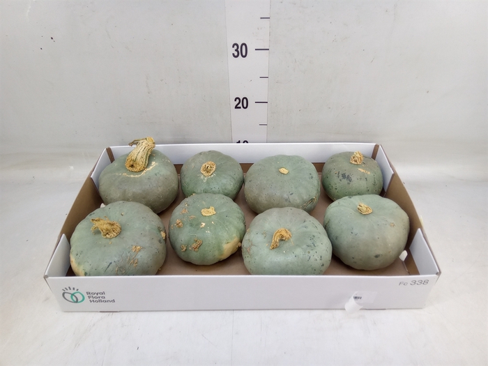 <h4>Cucurbita</h4>