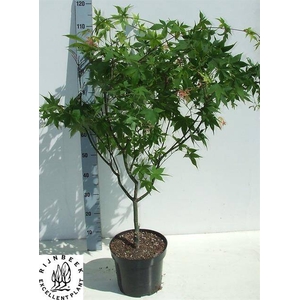ACER PA OSAKAZUKI P26 90CM