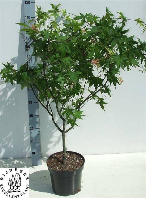 <h4>ACER PA OSAKAZUKI P26 90CM</h4>