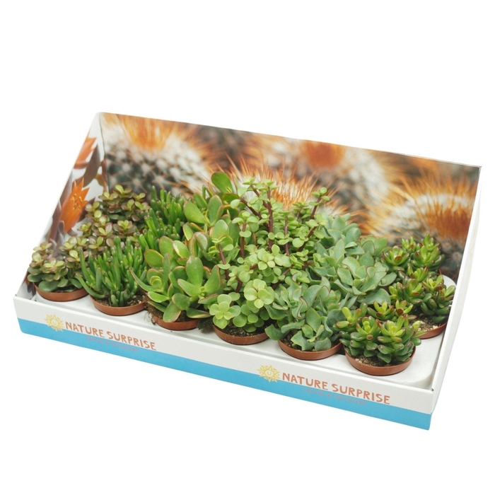 <h4>Crassula gemengd</h4>
