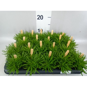 Senecio archeri 'Himalaya'