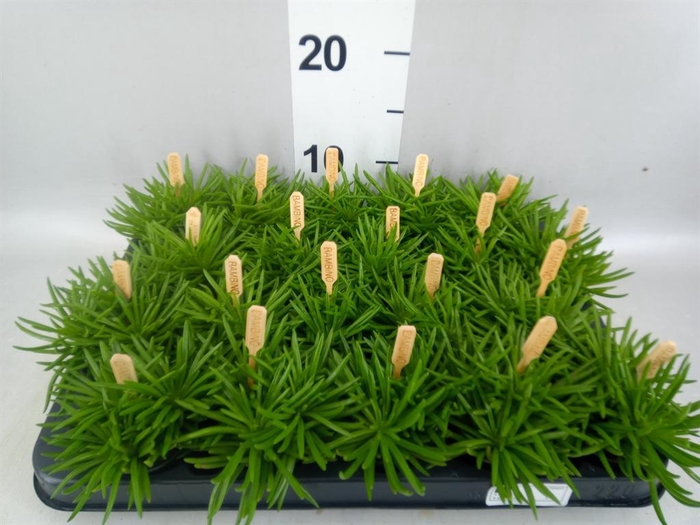 <h4>Senecio archeri 'Himalaya'</h4>