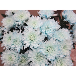 Chr G Undercover Sweet Blauw