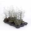 COROKIA COTONEASTER P10.5 STENEN POT