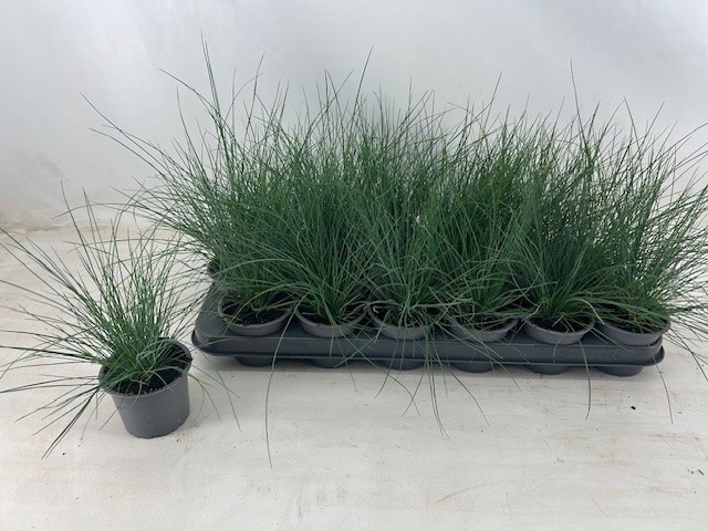 <h4>FEST GLAUCA</h4>