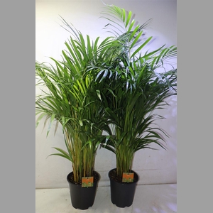Dypsis Lutescens
