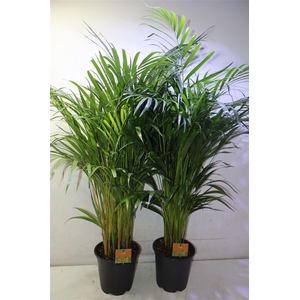 Dypsis Lutescens