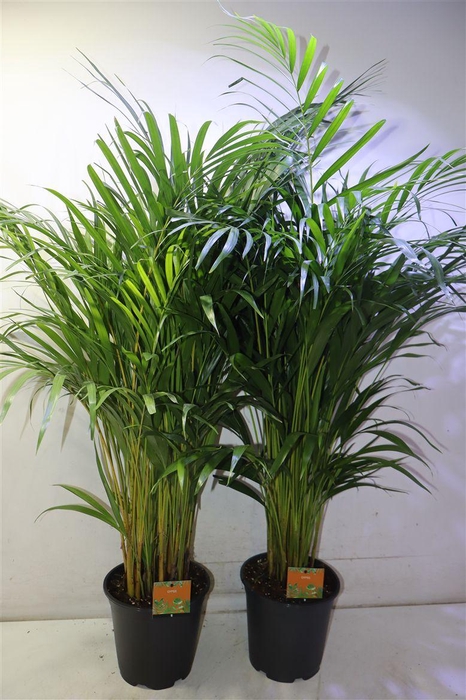 <h4>Dypsis Lutescens</h4>