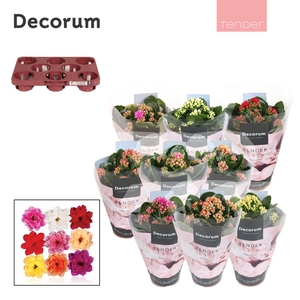 Kalanchoe Decorum TENDER - Serenity mix