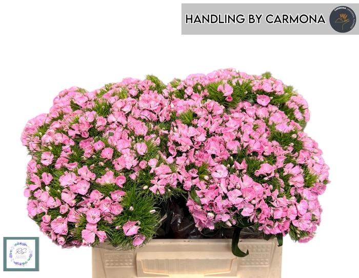 <h4>DI BARB AM ROSE</h4>