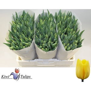 Tulipa si strong gold