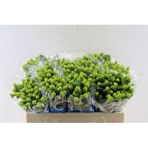 Hyp Coco Bamboo Green