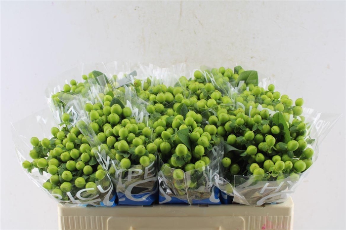 <h4>Hyp Coco Bamboo Green</h4>
