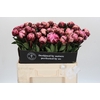 Paeonia The Fawn