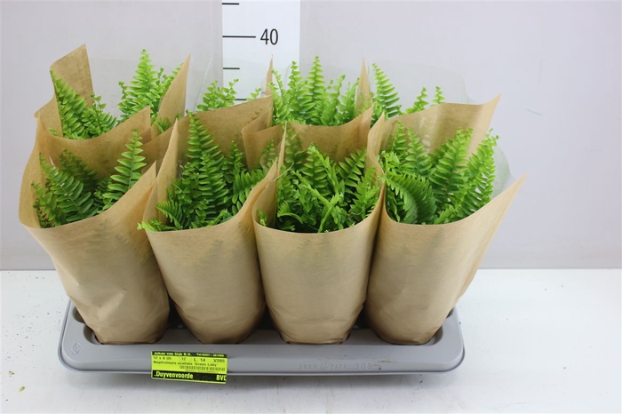 <h4>Nephrolepis Ex Green Lady</h4>