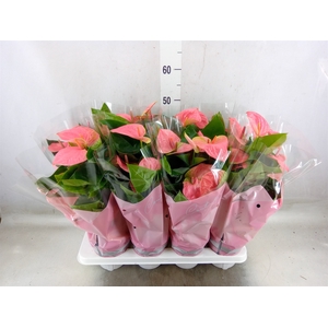 Anthurium andr. 'Sweet Dream'