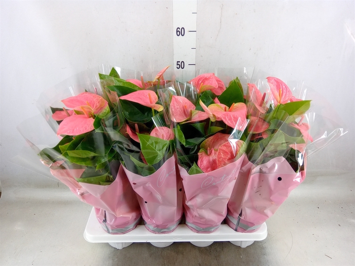<h4>Anthurium andr. 'Sweet Dream'</h4>