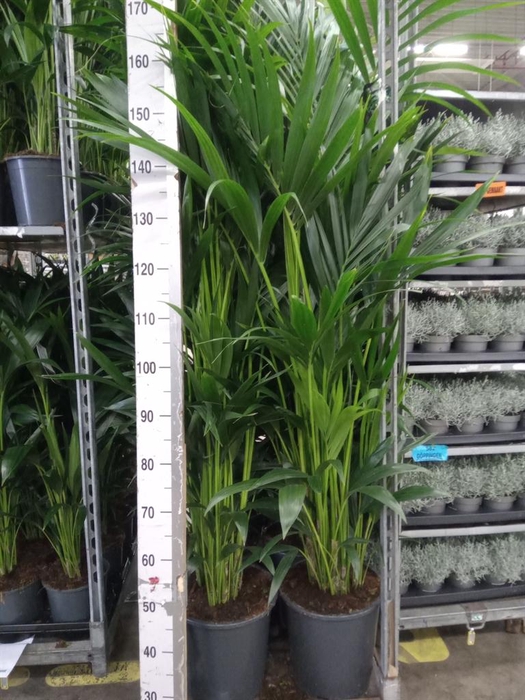 <h4>Howea forsteriana</h4>