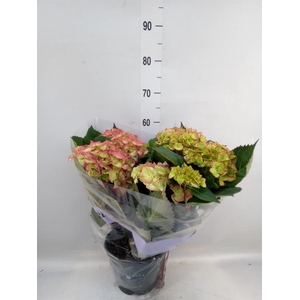 Hydrangea mac. 'Sweet Dreams'