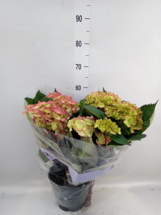 <h4>Hydrangea mac. 'Sweet Dreams'</h4>