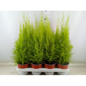 Cupressus macro. 'Goldcrest Wilma'