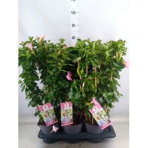 Mandevilla  'Sundavil Cream Pink'