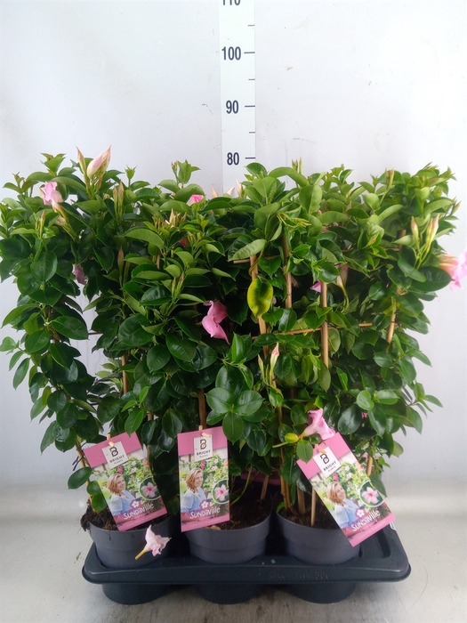 <h4>Mandevilla  'Sundavil Cream Pink'</h4>