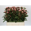 Paeonia Sarah Bernhardt Ongeplozen