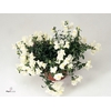 ANTIRR SULT WHITE