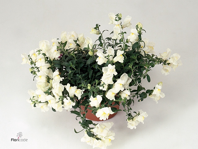 ANTIRR SULT WHITE