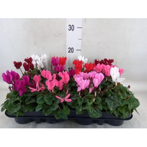 Cyclamen KL 'Verano'