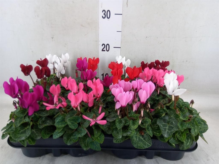 <h4>Cyclamen KL 'Verano'</h4>