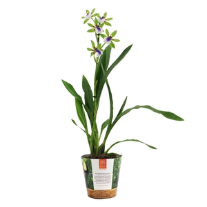 Inca Zygopetalum Impasto Green 1 spike in Jungle cover