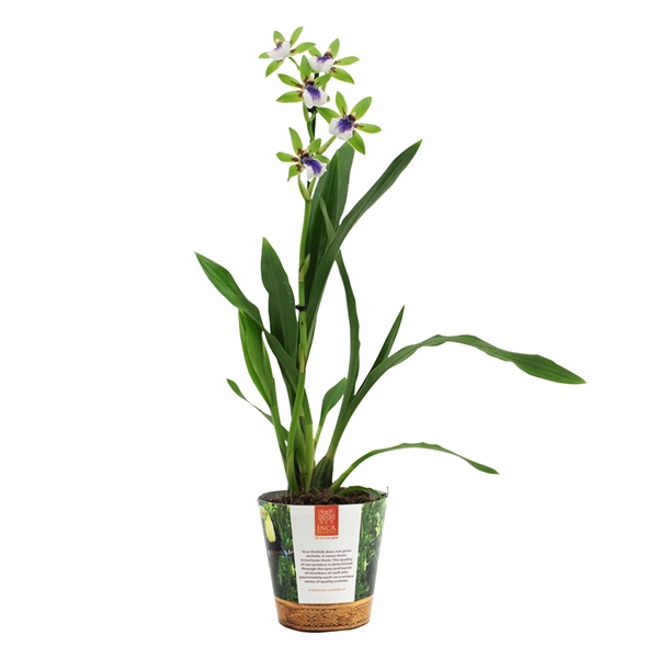 <h4>Inca Zygopetalum Impasto Green 1 spike in Jungle cover</h4>