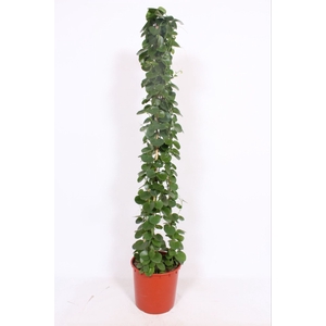 Cissus rotundifolia